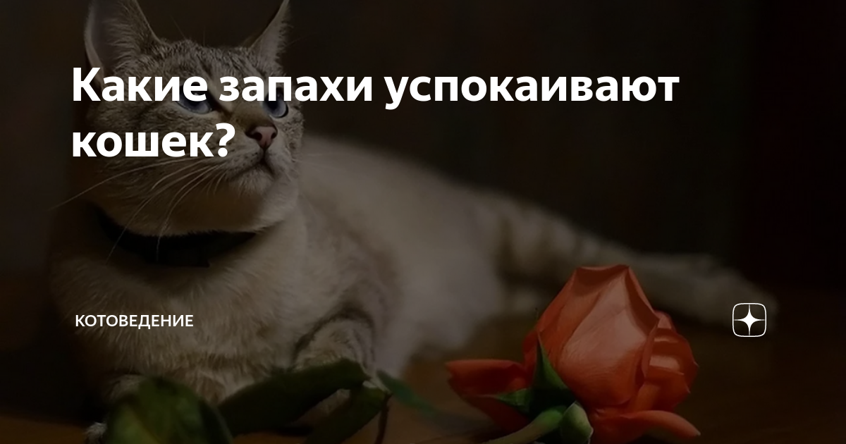 Об успокаивающих сигналах