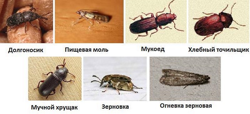 Как избавиться от жучков на кухне – 4-шаговая инструкция и фото