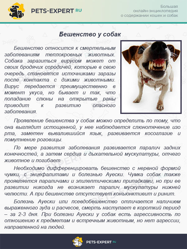 Обезвоживание организма собаки симптомы