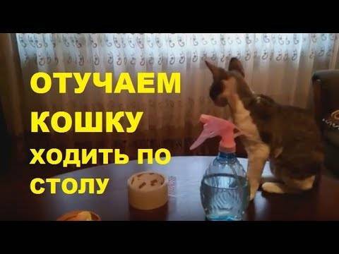 Как отучить кошку лазить по столам: 7 практических советов