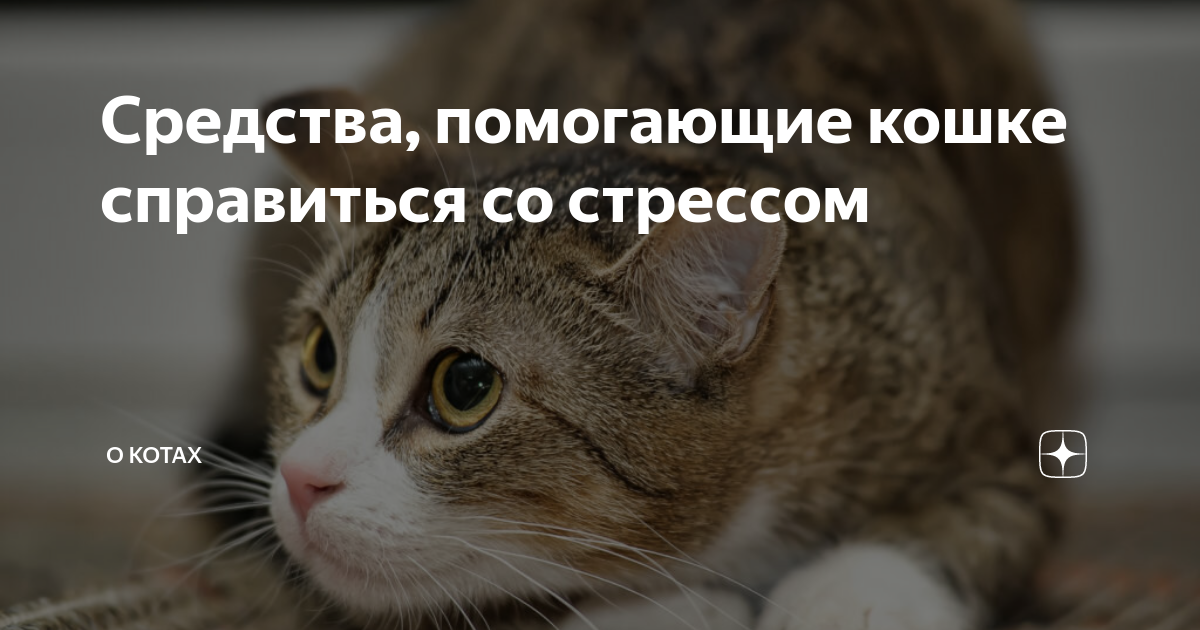 Если собака боится: как ей помочь и что делать