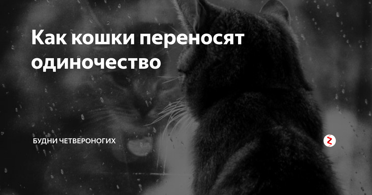 Существует стереотип, что кошки в отличие от собак отлично справляются с долгой разлукой Так ли это