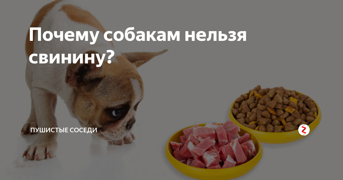 Почему собакам нельзя давать свинину?