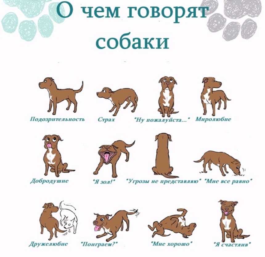 Определяем характер и настроение собаки по позе, в которой она спит