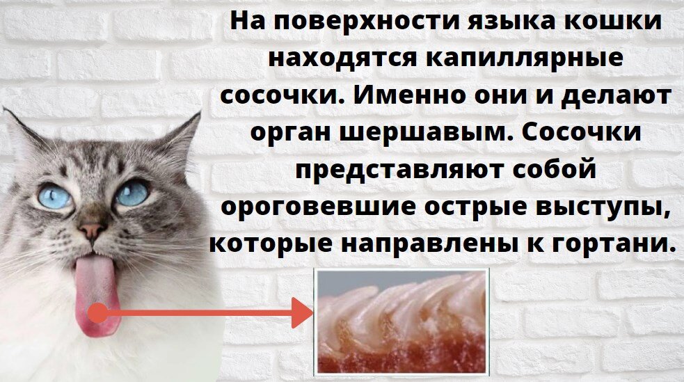 Кот гадит где попало. что делать хозяину? как помочь питомцу?