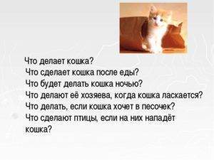 Что нам хочет сказать кот?