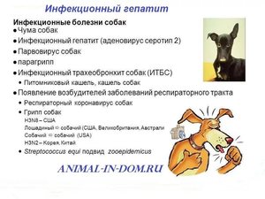 Обезвоживание у собаки. разбираемся в причинах и оказываем первую помощь