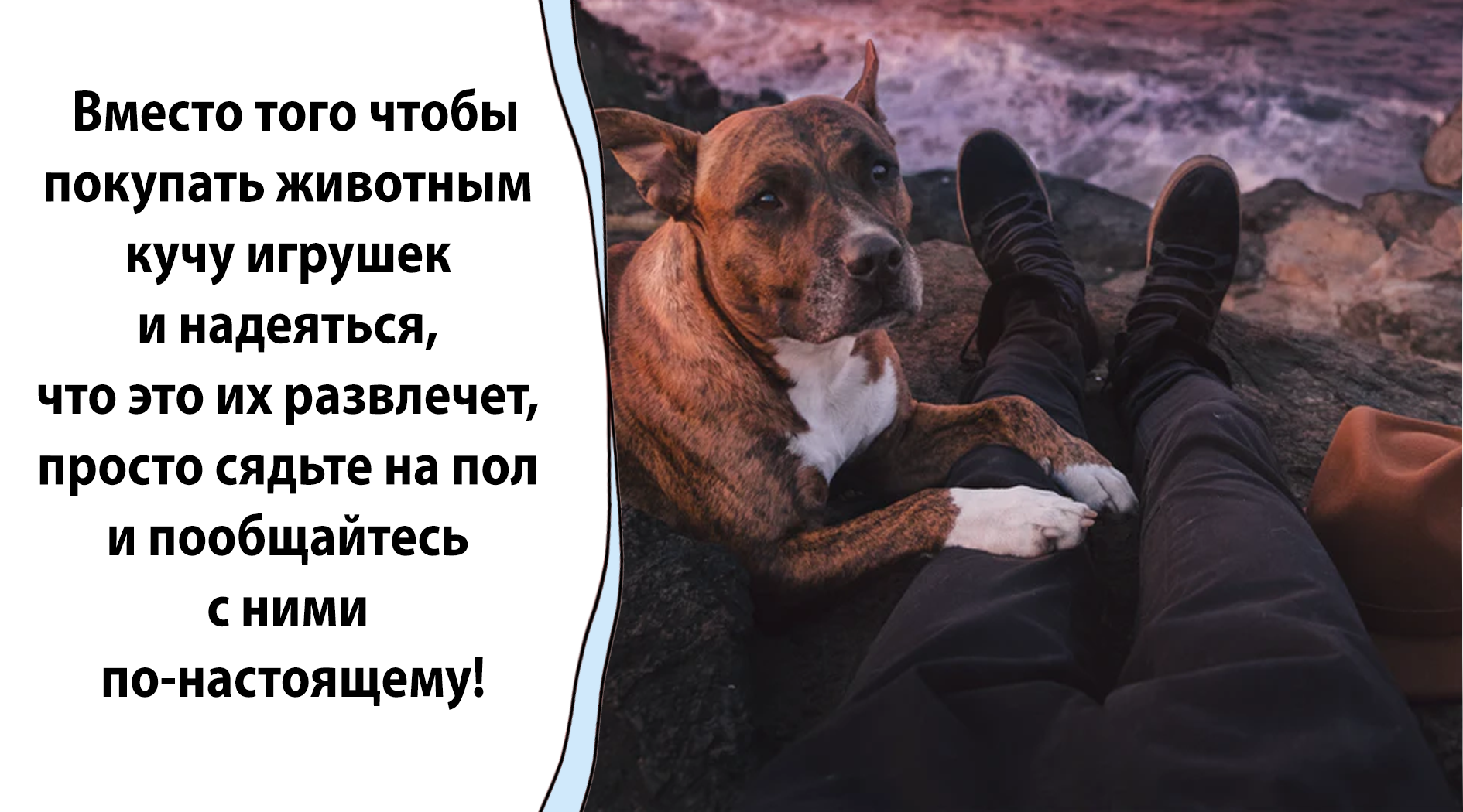 Скучают ли кошки
