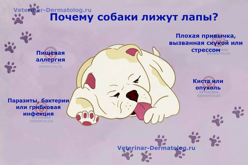 Собака лижет хозяина - причины и факты, которые нужно знать