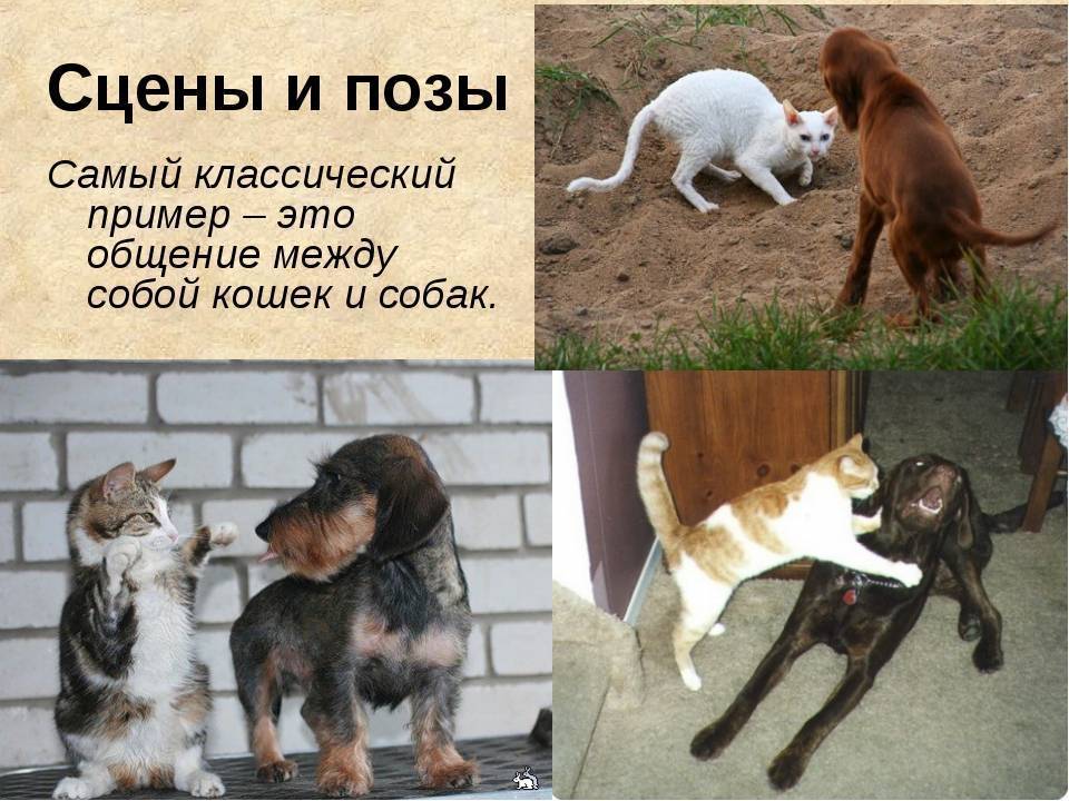 Почему собаки наклоняют головы, когда вы говорите с ними? - поведение 2024