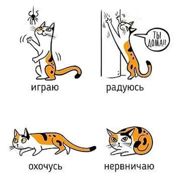 Как понять, что хочет сказать вам кошка? — обсуждение в группе "кошки" | птичка.ру