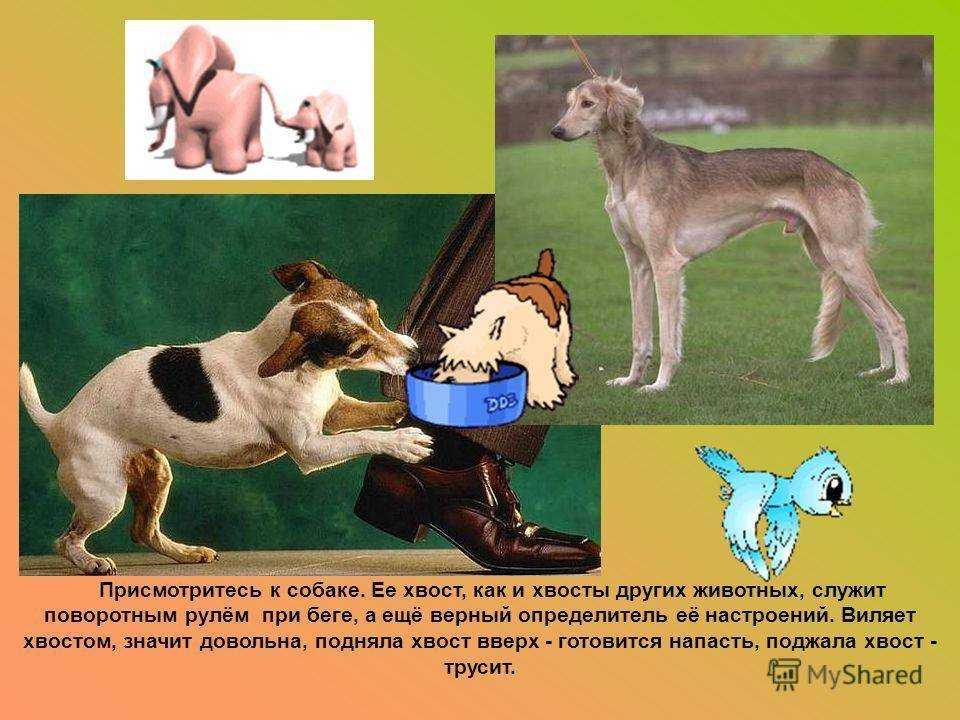 Почему собака редко виляет хвостом