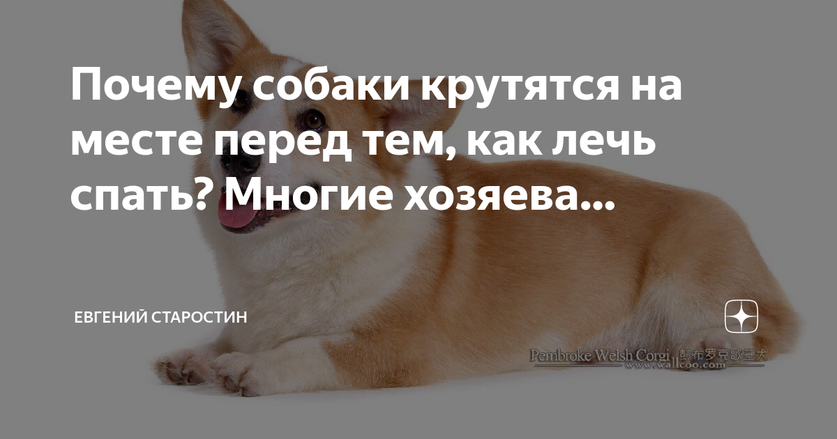 Зачем собаки наклоняют голову, когда слушают хозяина