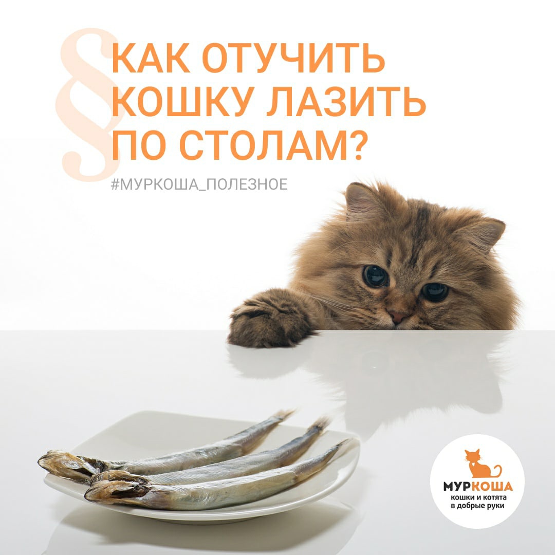 Откуда у котов взялась манера сбрасывать всё со стола, и как их от этого отучить: два простых способа