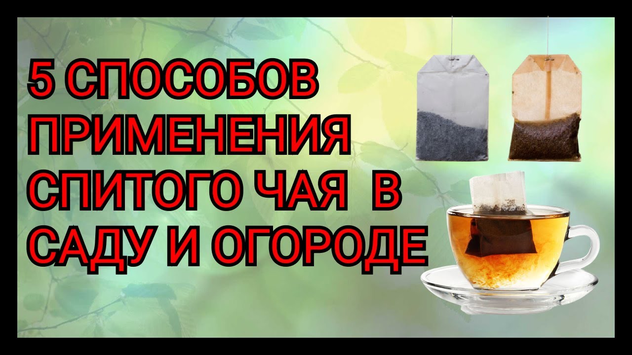 Неожиданные свойства спитого чая, или как применить использованную заварку