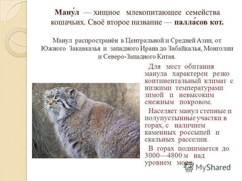 Манул из красной книги. описание, среда обитания, поведение