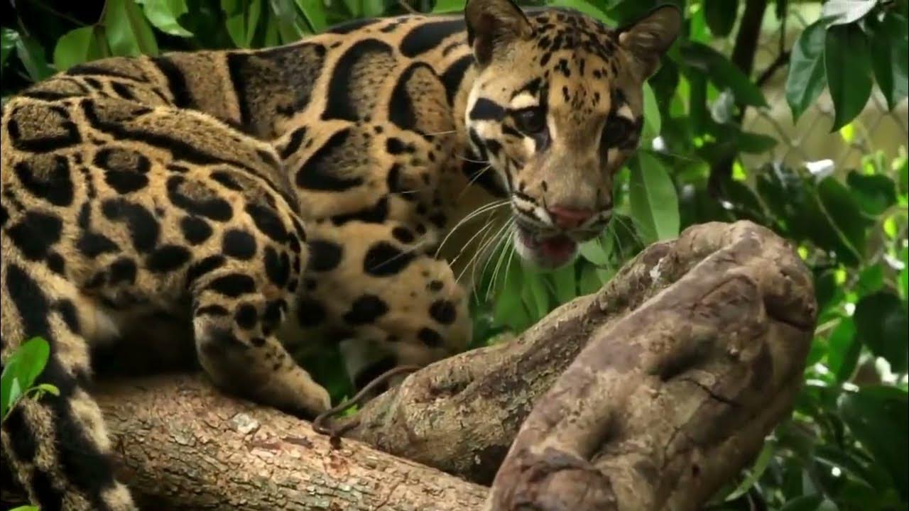 10 самых маленьких диких кошек в мире