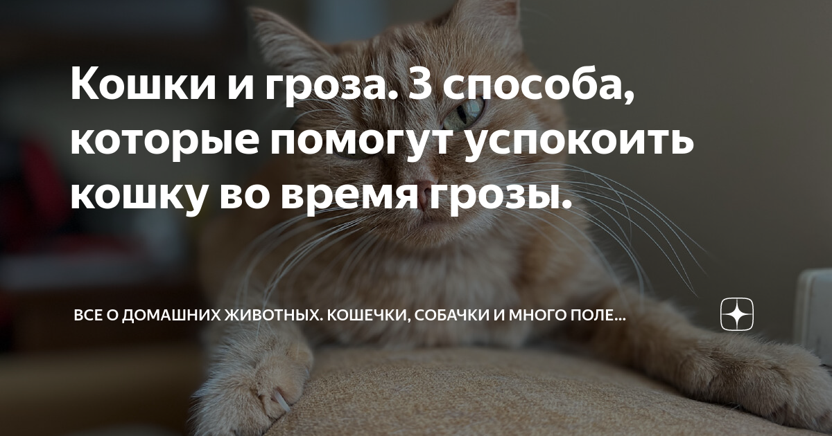 Чтобы успокоить питомца, не нужно повышать голос или пытаться его испугать Есть куда более простой и гуманный способ
