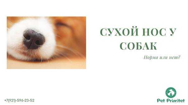 Теплый и сухой нос у собаки: причины и что делать