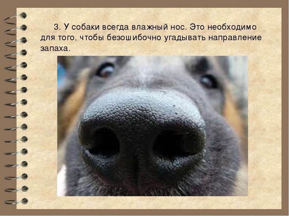 Сухой нос у собаки
