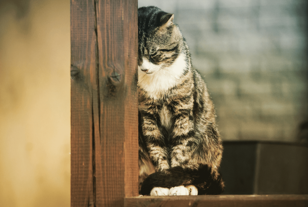 Скучают ли кошки по хозяевам?