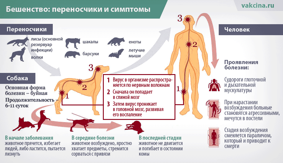 Вялость у собаки. опасные и не опасные признаки.
