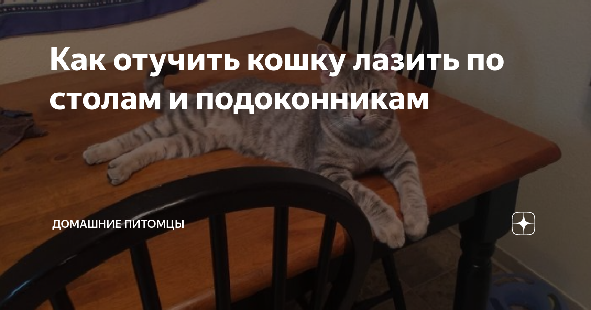 Почему кошка ворует еду со стола, чем это опасно и как отучить питомца красть пищу