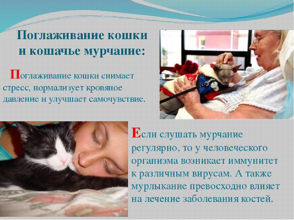 Гиперактивный питомец, или почему кот носится по дому как сумасшедший