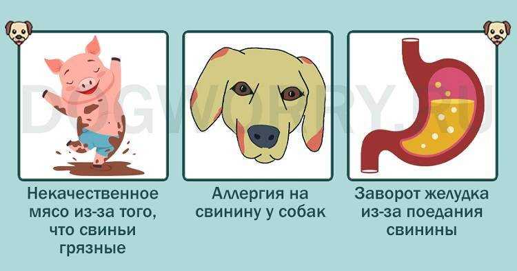 Почему собакам нельзя свинину? отсеиваем правду от мифов! | ваши питомцы