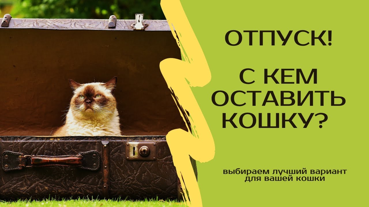 Как оставить кота дома на время отпуска: советы