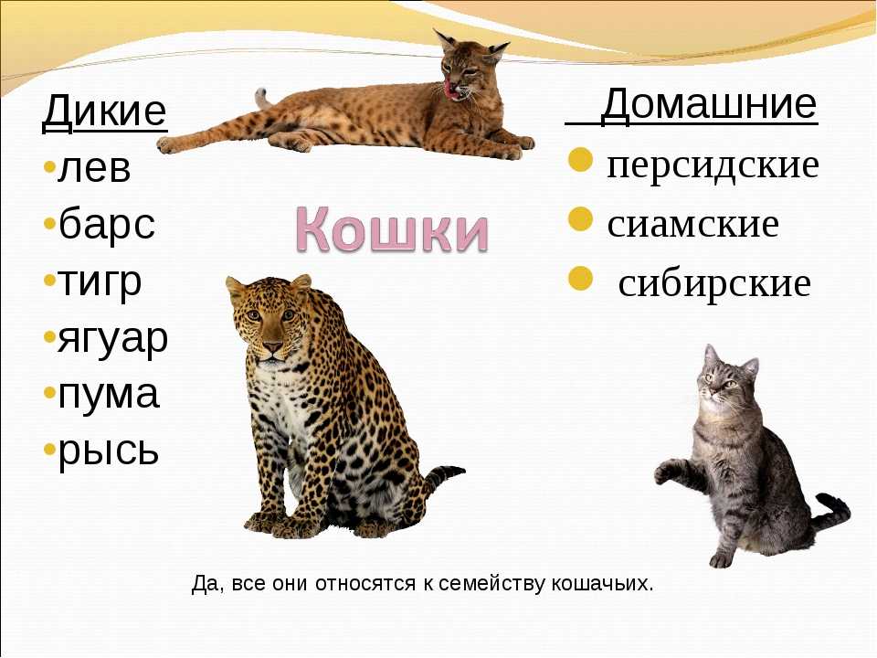 Любовь и месть: как понять кошку — подробности