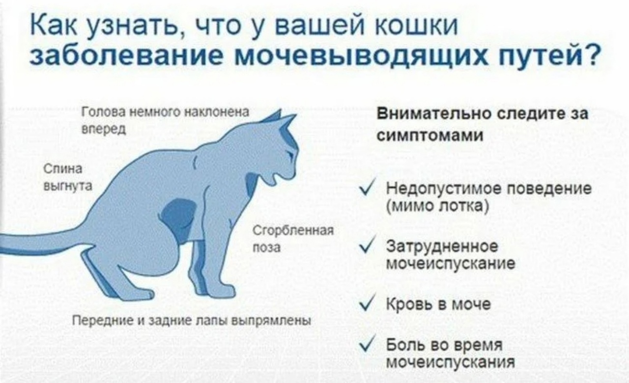Как понять свою кошку и научиться «общаться» на одном языке: 6 полезных советов