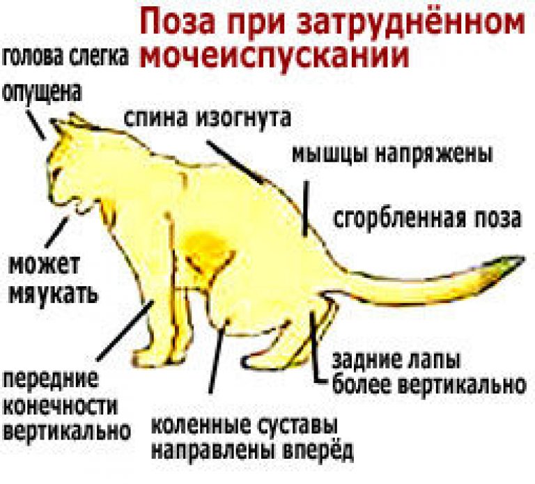 Почему появляется неприятный запах от кошки и о чем говорит?