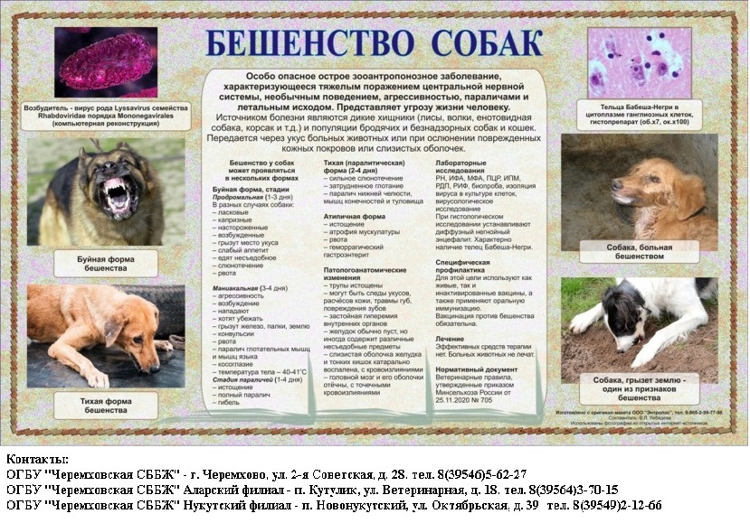 Болезни собак - все симптомы и их последствия