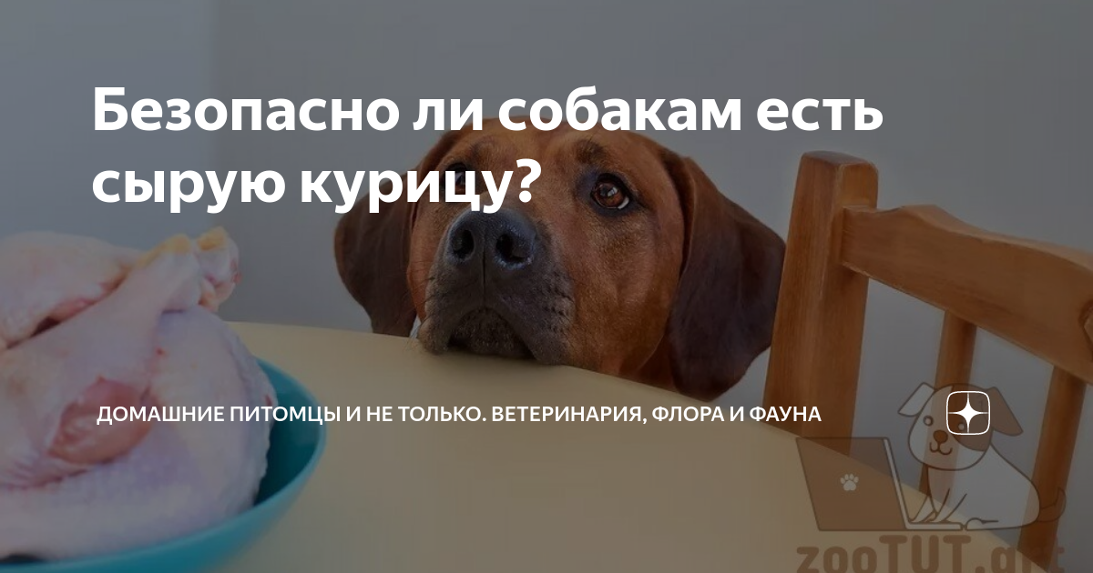 Опровергаем распространённые мифы о свинине в рационе собаки