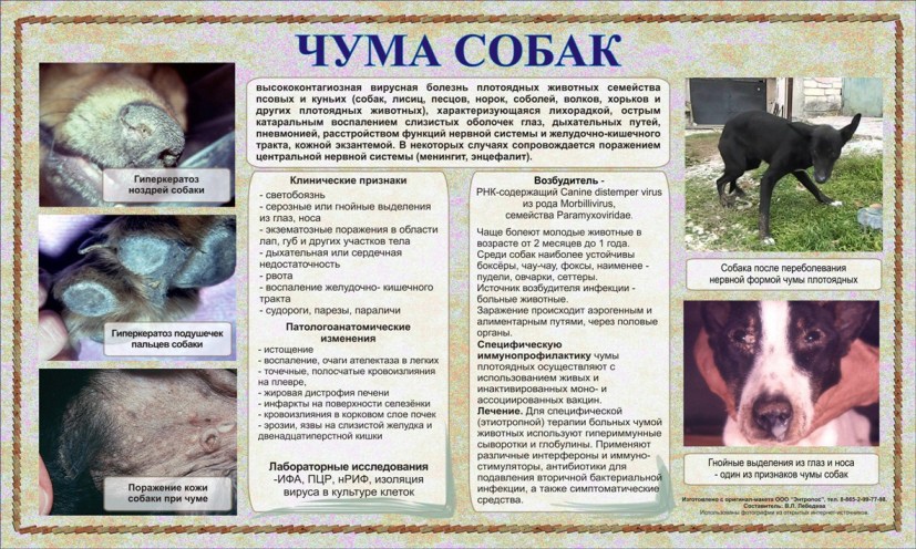 Обезвоживание у собаки как лечить. почему у собаки бывает обезвоживание