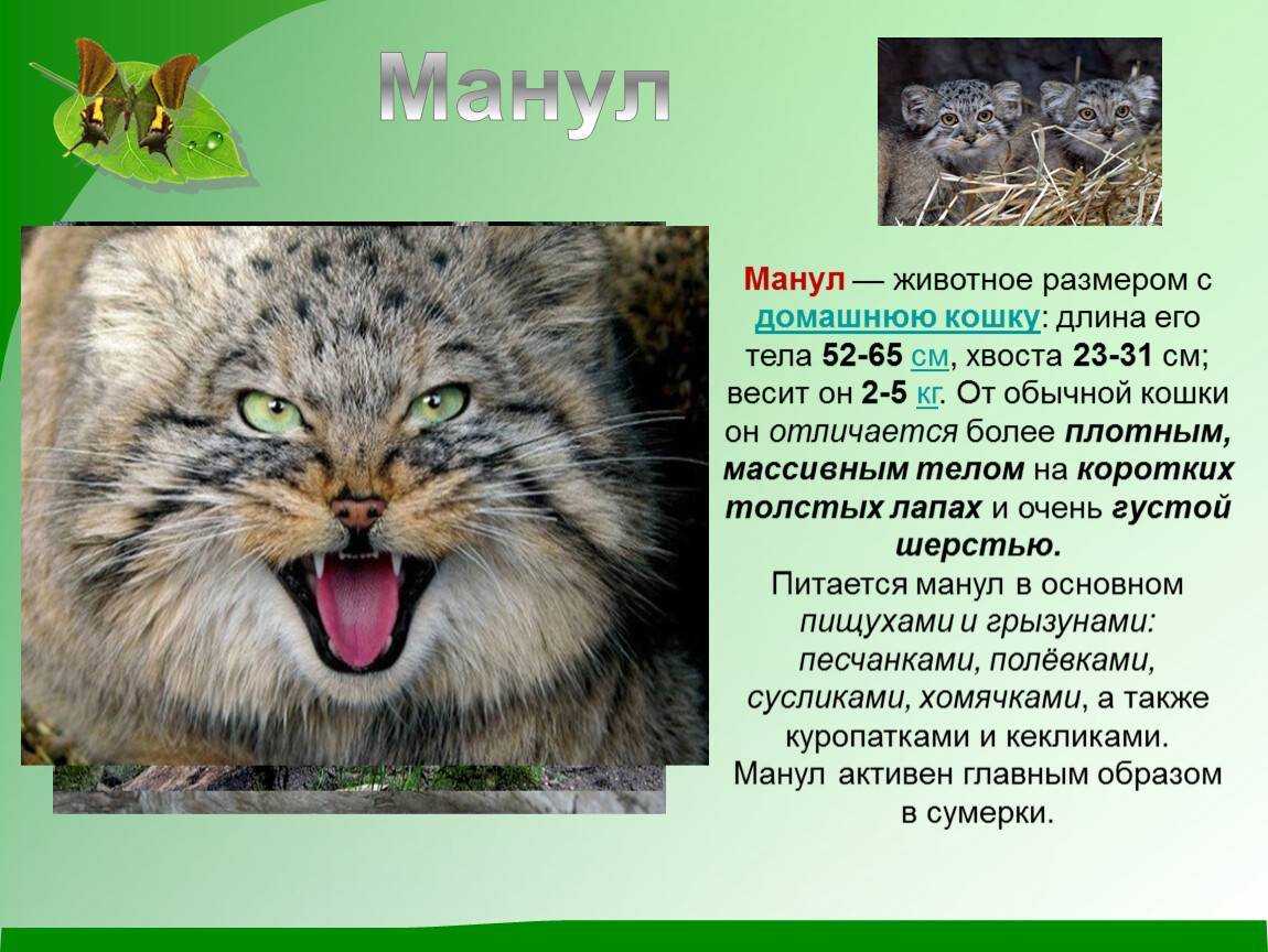 Дикий кот манул: история открытия и особенности вида, фото котёнка и взрослой кошки, ареал обитания и образ жизни