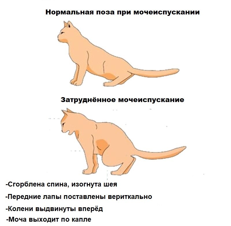 Наркотик для вашего питомца: почему кошки любят валерьянку?