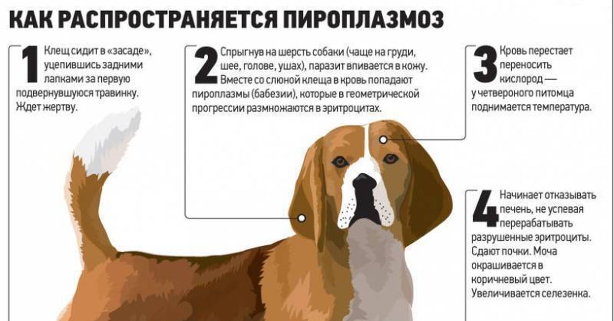 Почему у собаки бывает обезвоживание