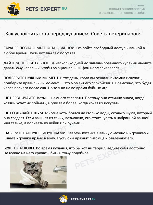Как успокоить котенка?
