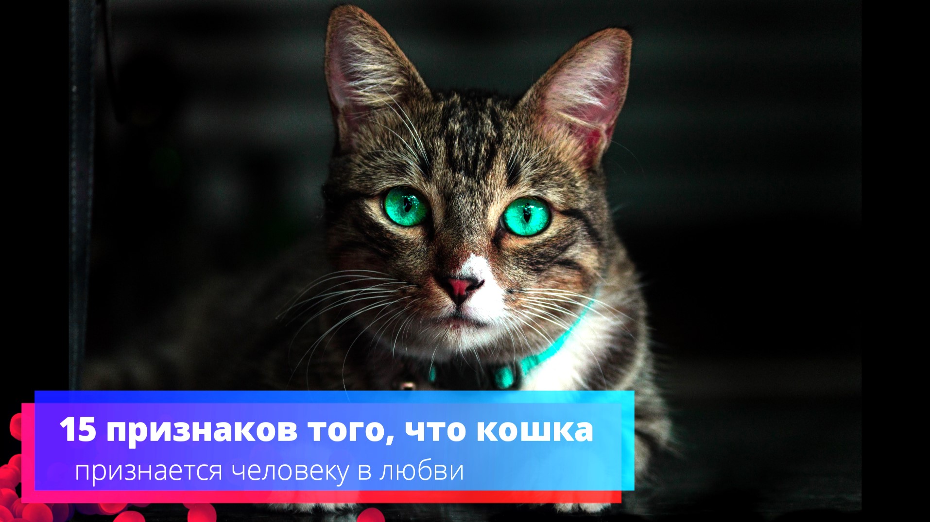 Как понять, что кот тебя любит Достаточно понаблюдать за его поведением В этом материале расскажем о самых неочевидных способах проявления чувств у питомцев