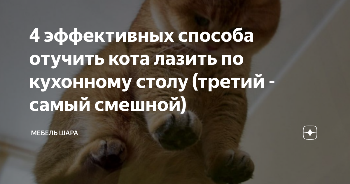 Как отучить кота залезать на стол и воровать еду | блог ветклиники "беланта"