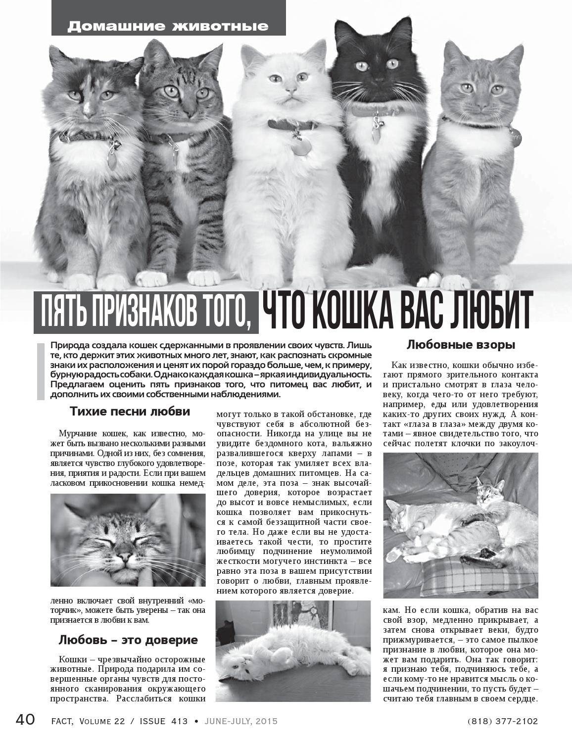 Язык тела кошек. как правильно понять, что хочет сказать питомец | блог ветклиники "беланта"