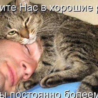 Признаки проявления кошачьей любви к человеку