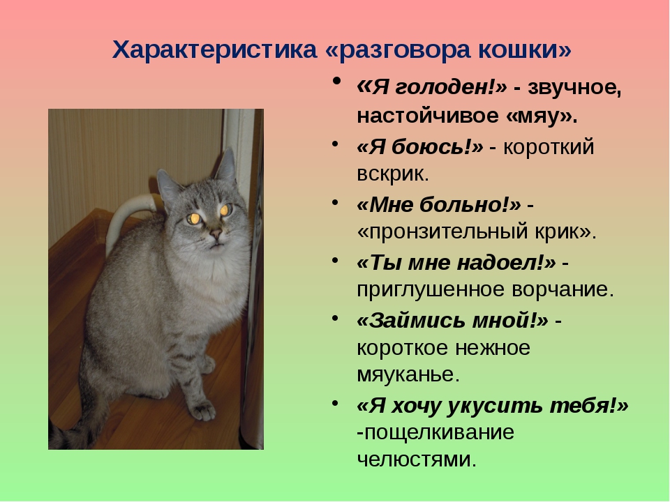 Как понять язык кошки?