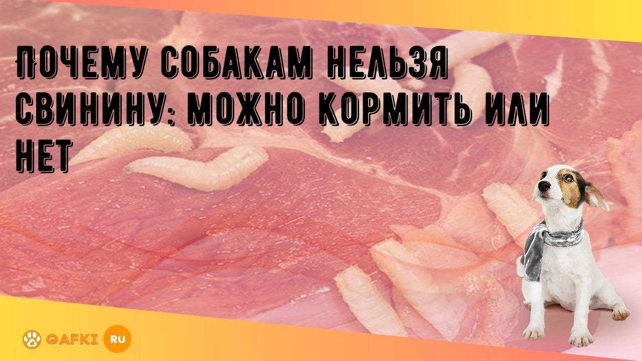 Почему собак нельзя кормить свинину: объяснение ветеринаров