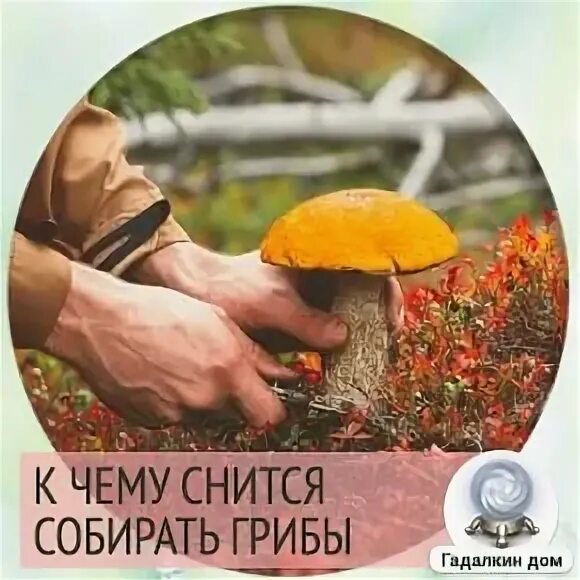 К чему снятся грибы