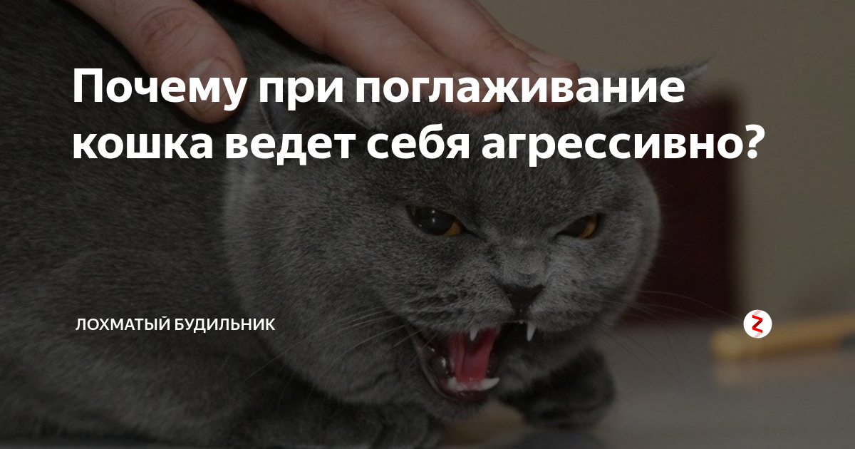 Как показать кошке, что ты ее любишь: кошачий язык