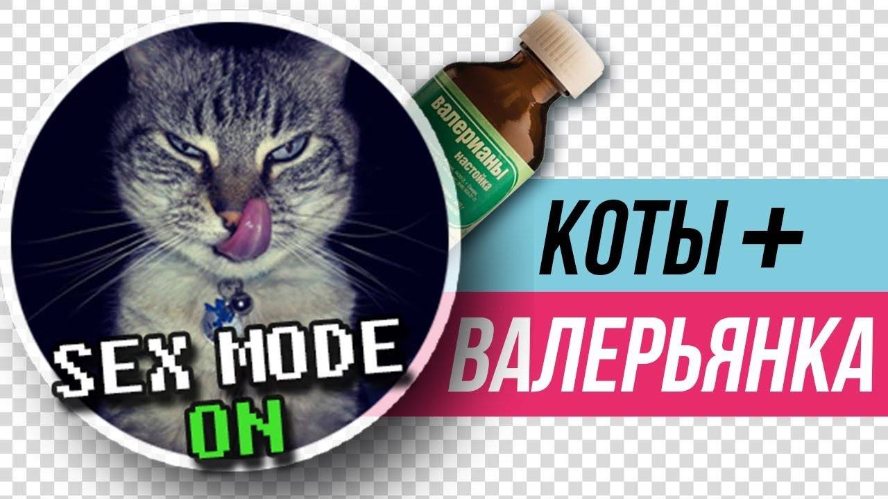 Почему кошки любят валерьянку и что с ними происходит, если ее им давать