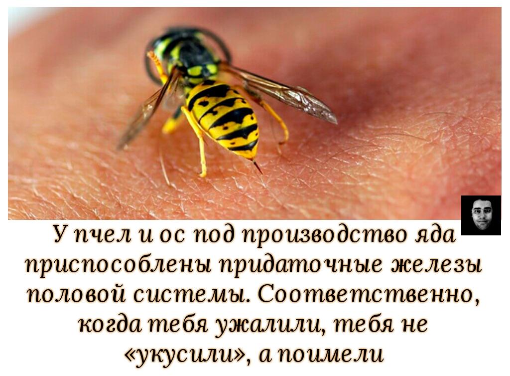 Кто оставляет жало после укуса и почему пчела умирает после того, как ужалит